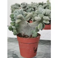 Echeveria pulvinata Frosty Cristata
