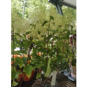 Bugás hortenzia - Hydrangea paniculata 'Silver Dollar'