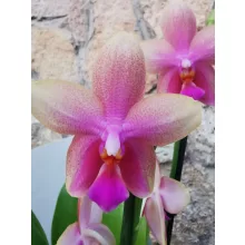 Phalaenopsis Liodoro (illatos)