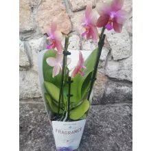 Phalaenopsis Liodoro (illatos)