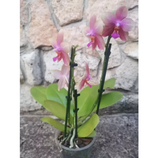 Phalaenopsis Liodoro (illatos)
