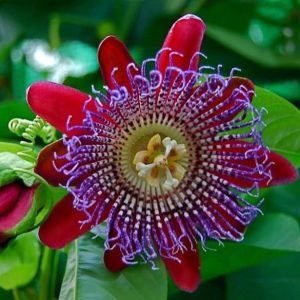 Passiflora quadrangularis - Golgotavirág