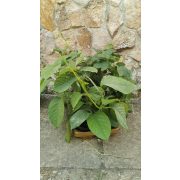 Golgotavirág - Passiflora quadrangularis