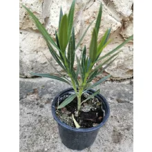 Leander Papa Gambetta (28)