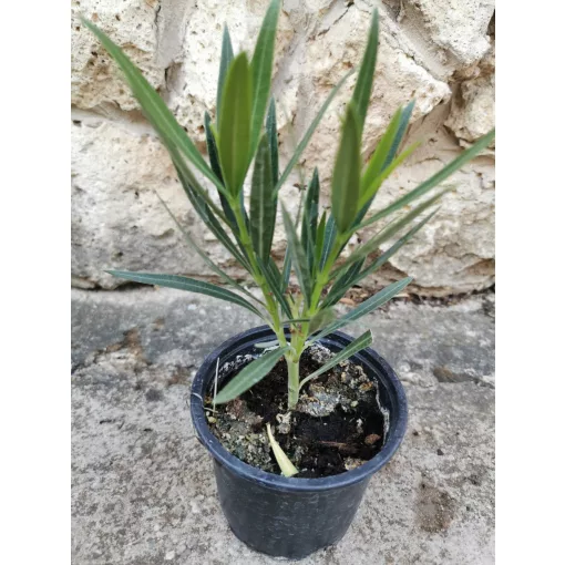 Leander Papa Gambetta (28)