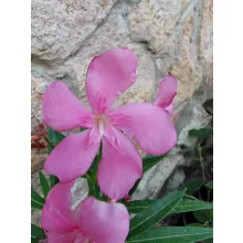 Leander Grandiflorum (19)