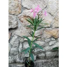 Leander Grandiflorum (19)