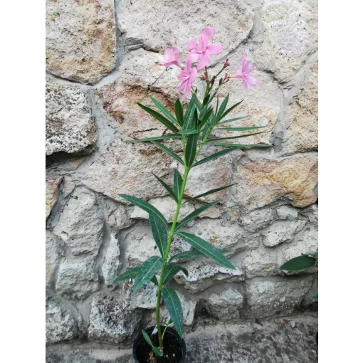 Leander Grandiflorum (19)