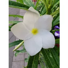 Plumeria pudica Lanna White