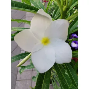 Plumeria pudica Lanna White