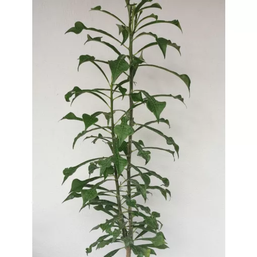 Plumeria pudica Lanna White