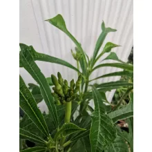 Plumeria pudica Lanna White