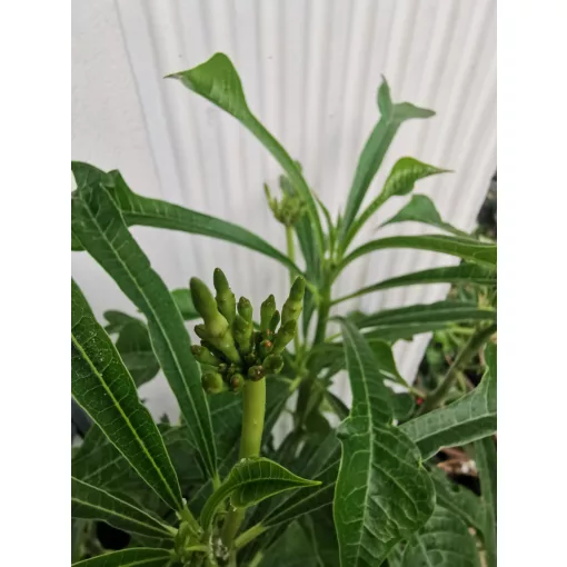 Plumeria pudica Lanna White