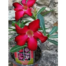 Sivatagi rózsa - Adenium sp. 1