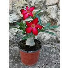 Sivatagi rózsa - Adenium sp. 1