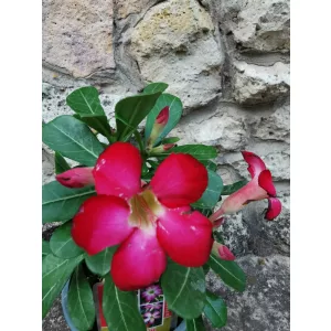 Sivatagi rózsa - Adenium sp. 2