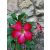 Sivatagi rózsa - Adenium sp. 2