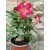Sivatagi rózsa - Adenium sp. 2
