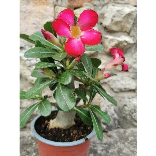 Sivatagi rózsa - Adenium sp. 2