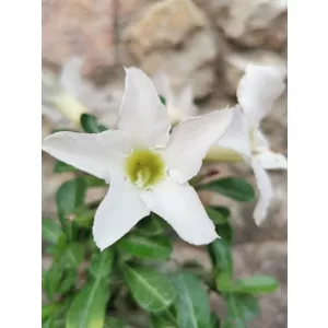 Sivatagi rózsa - Adenium sp. 3