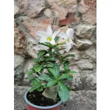 Sivatagi rózsa - Adenium sp. 3