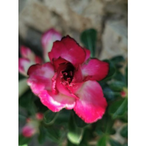 Sivatagi rózsa - Adenium sp. 4