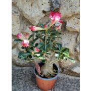 Sivatagi rózsa - Adenium sp. 4