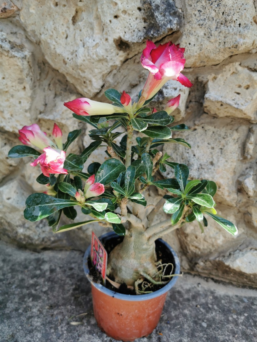 Sivatagi Rózsa - Adenium Sp. 4