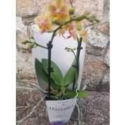 Phalaenopsis 'Sunny Smell' (illatos)