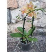 Phalaenopsis 'Sunny Smell' (illatos)