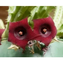 Stapelia schneideriana