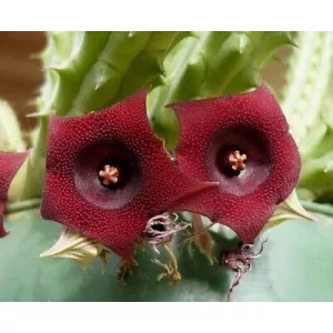 Stapelia schneideriana