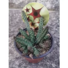 Stapelia schneideriana