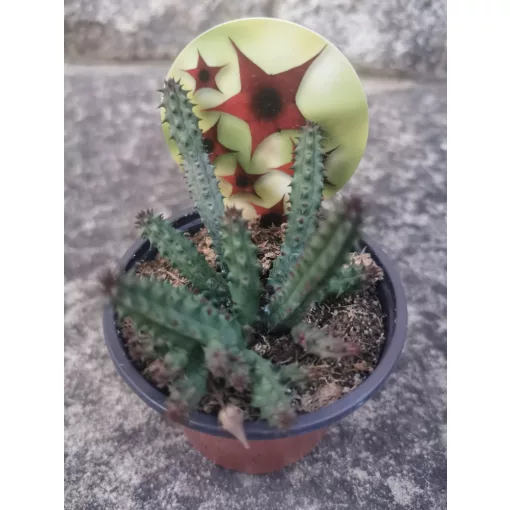 Stapelia schneideriana