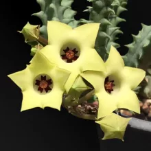 Stapelia primulina