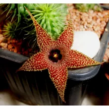 Huernia pillansii