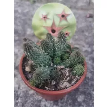 Huernia pillansii