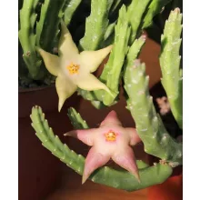 Stapelia divaricata