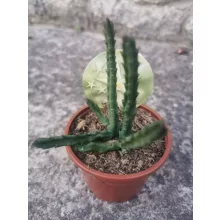 Stapelia divaricata