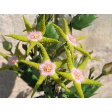 Stapelia flavopurpurea
