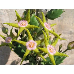 Stapelia flavopurpurea