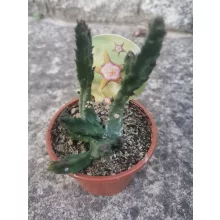 Stapelia flavopurpurea