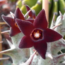 Stapelia decaisneana