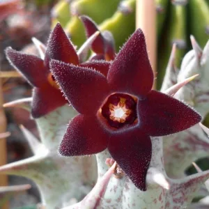 Stapelia decaisneana
