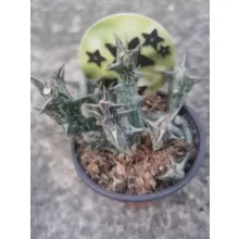 Stapelia decaisneana