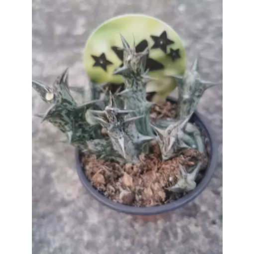 Stapelia decaisneana