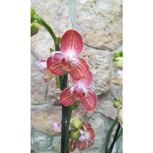 Phalaenopsis sp. PELORIC