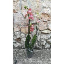 Phalaenopsis sp. PELORIC