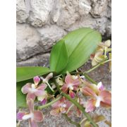 Phalaenopsis 'Lemon Spice' (ILLATOS)