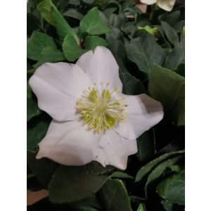 Helleborus niger - Fekete hunyor